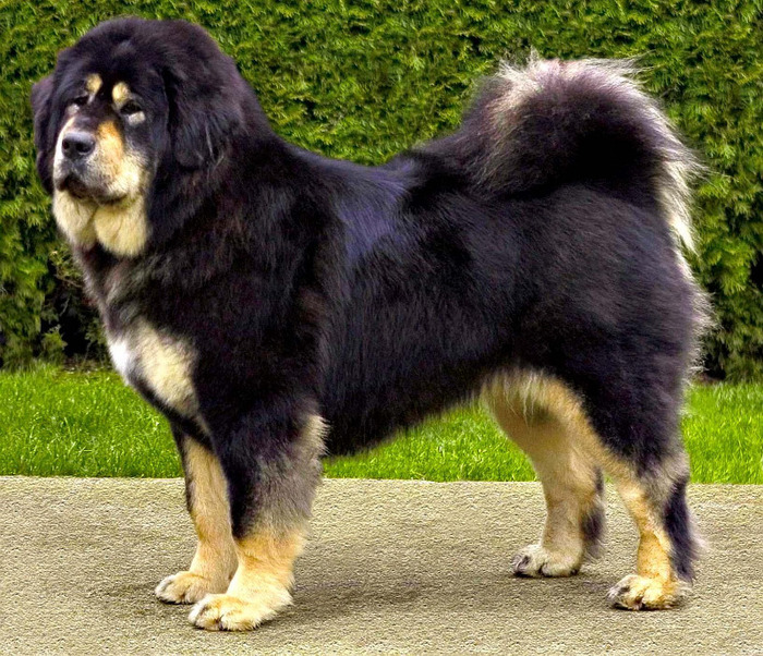 Mastiff tibetan - Mastiff