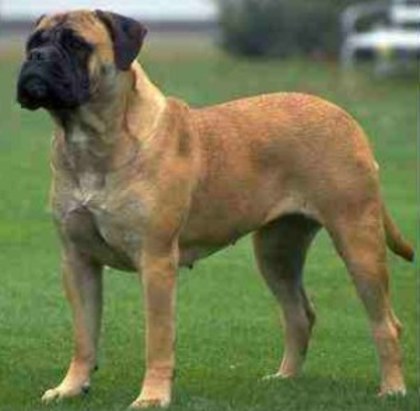 Mastiff - Mastiff