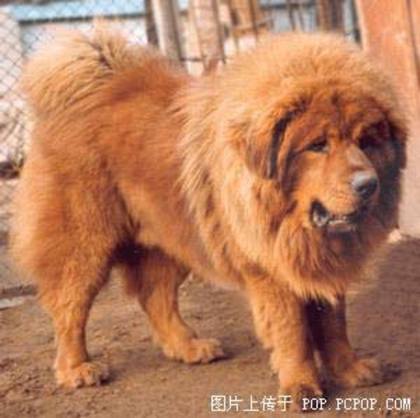 Mastiff tibetan - Mastiff