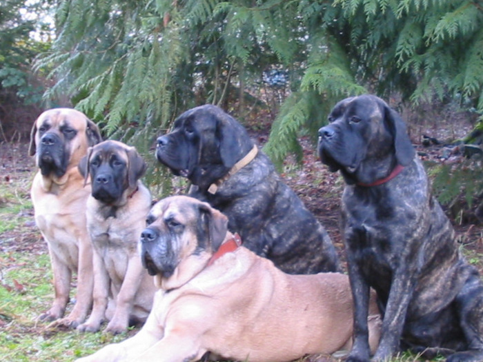 Mastiff - Mastiff