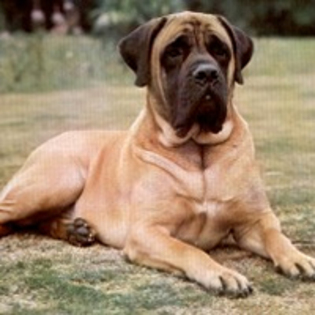 Mastiff