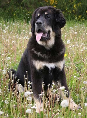 Mastiff tibetan - Mastiff