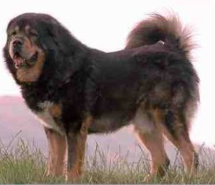 Mastiff tibetan - Mastiff