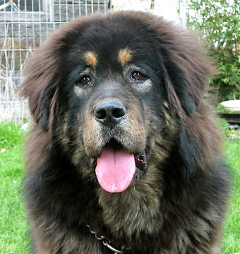 Mastiff tibetan - Mastiff
