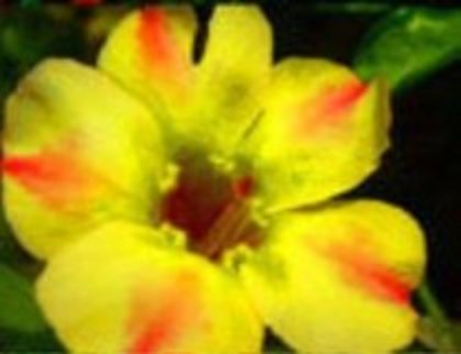 silk of yellow - adenium