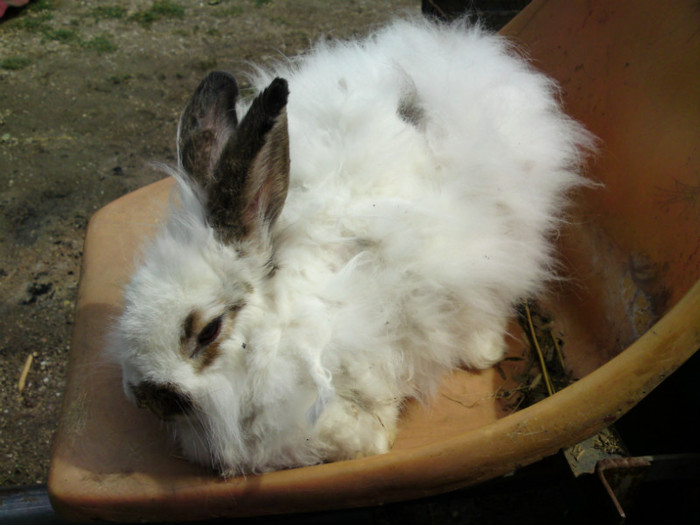 angora