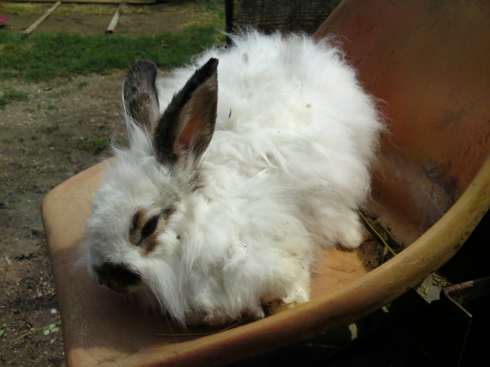 angora