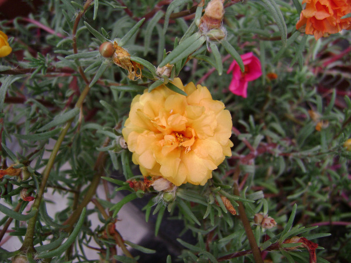 DSC07519 - Floarea de piatra - Portulaca grandiflora