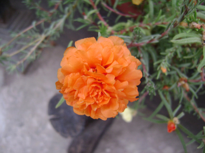 DSC07512 - Floarea de piatra - Portulaca grandiflora