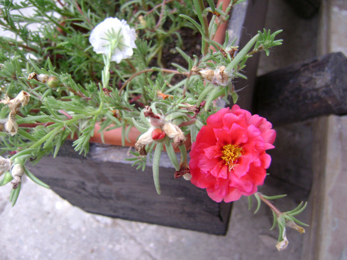 DSC07513 - Floarea de piatra - Portulaca grandiflora