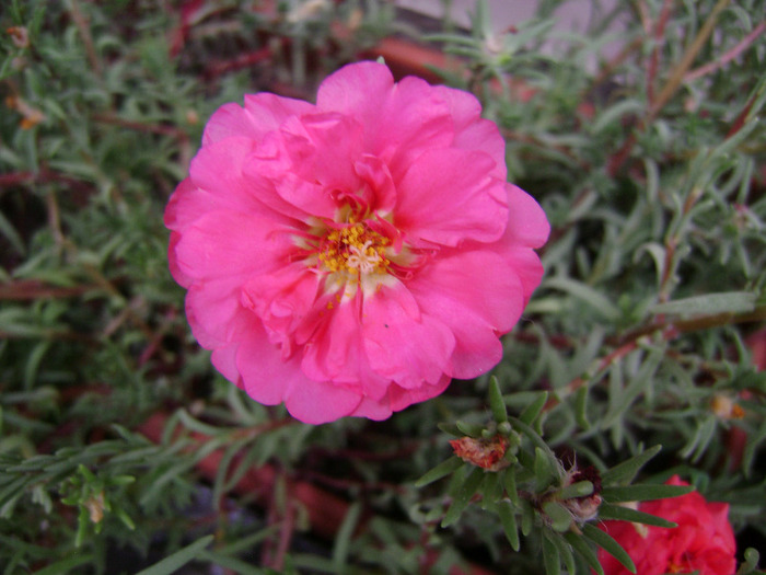 DSC07518 - Floarea de piatra - Portulaca grandiflora