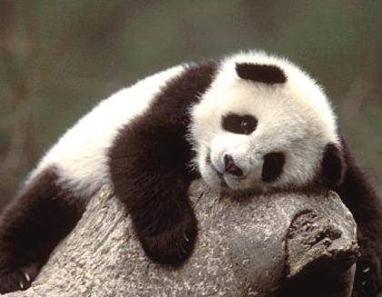 urs-panda - Poze cu de toate