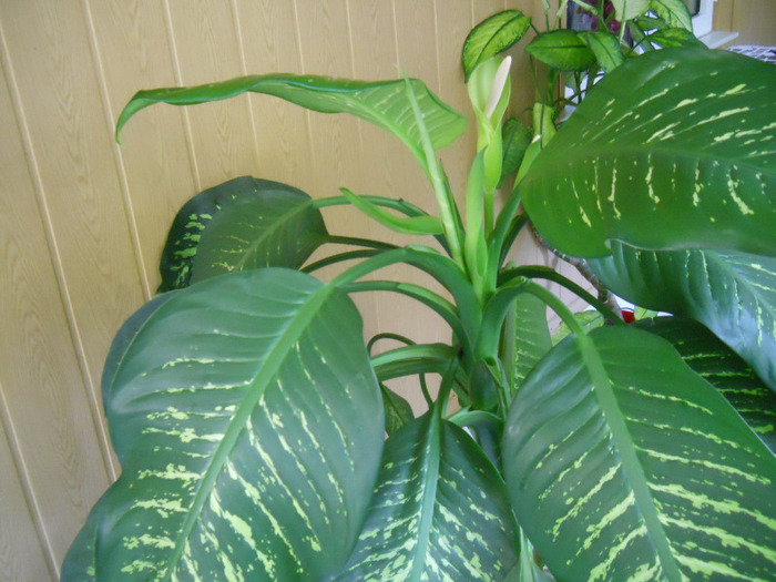 DSCN2984 - dieffenbachia