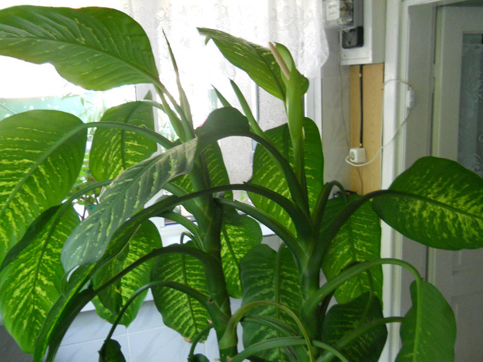 DSCN2979 - dieffenbachia