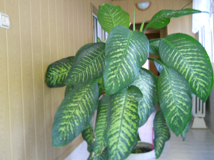 DSCN2982 - dieffenbachia