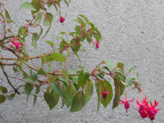 DSCN2965 - FUCHSIA