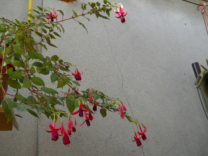 DSCN2970 - FUCHSIA