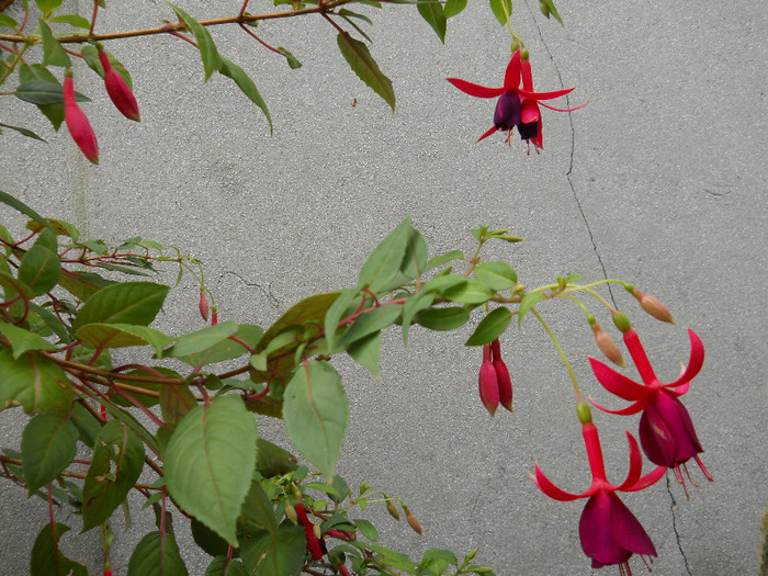 DSCN2994 - FUCHSIA