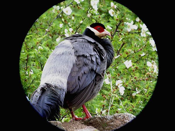 tibetan earedpheasant - tibetan eared-C harmani