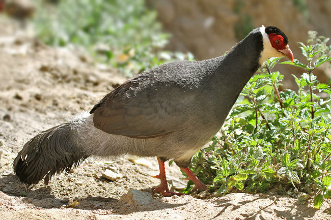 tibetanearedpheasant - tibetan eared-C harmani