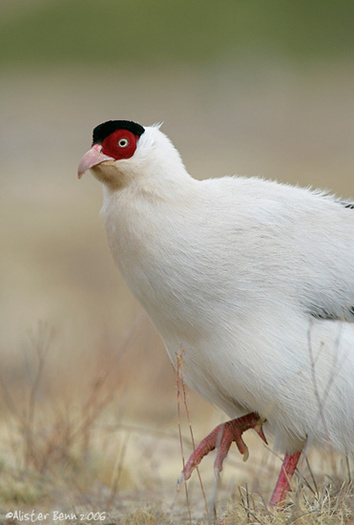 whiteearedpheasant - white eared-C crossoptilon