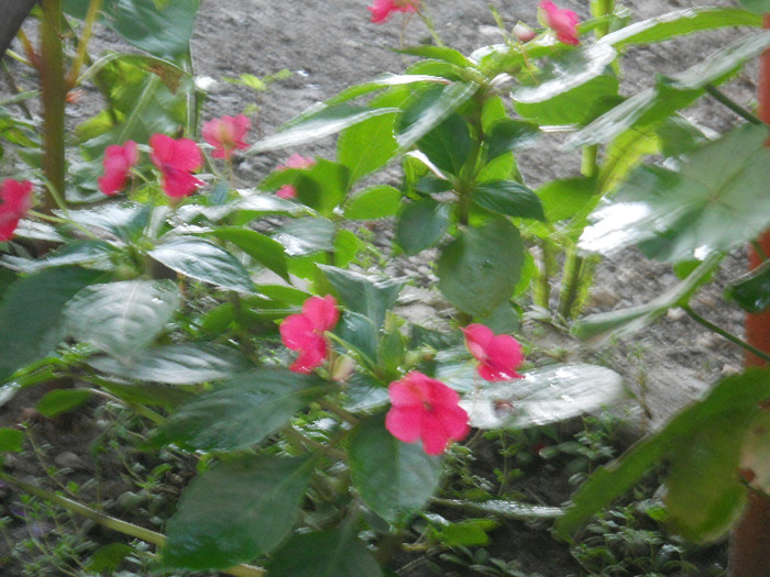 DSCN2931 - inpatiens