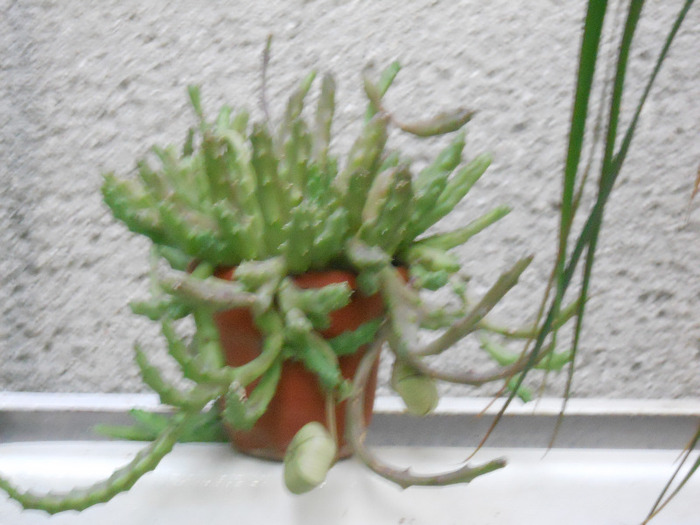 DSCN2927 - cactusi