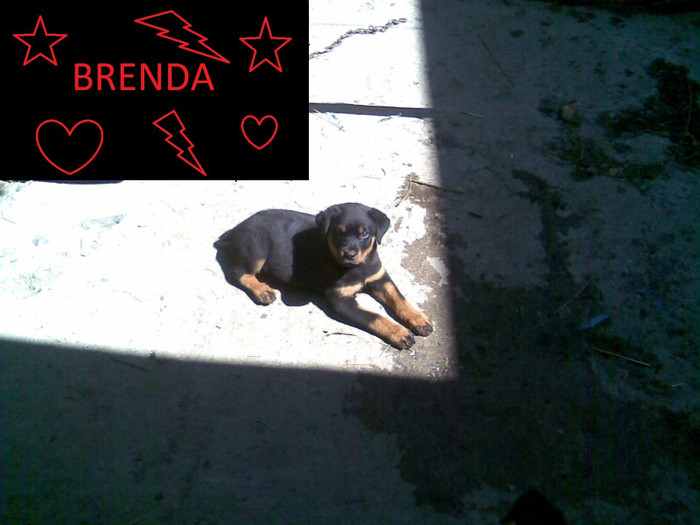 brenda