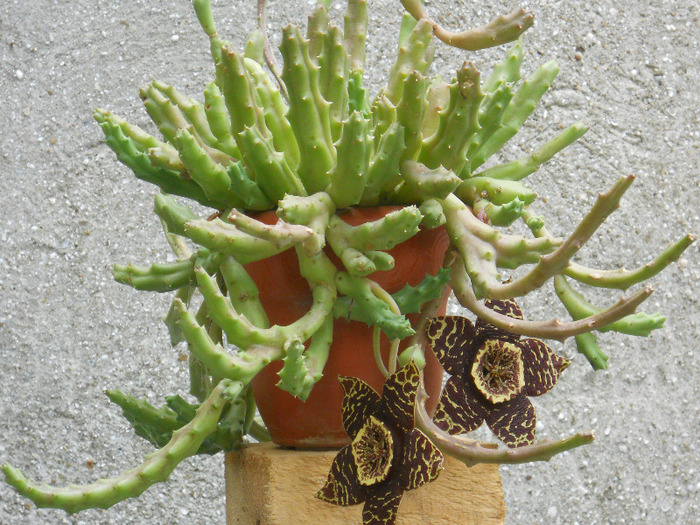 DSCN2944 - cactusi