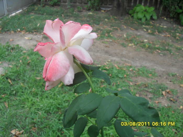 SAM_2834
