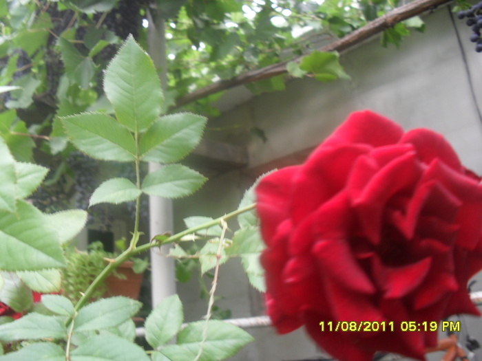 SAM_3040