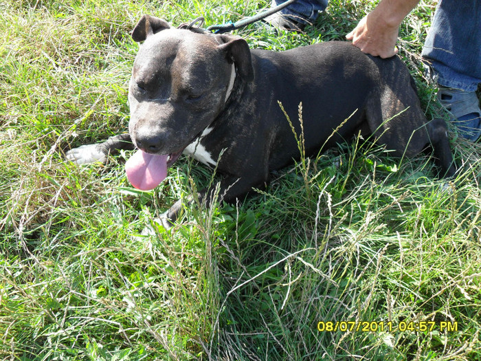 SDC11022 - CATELUSA MEA Pitbull