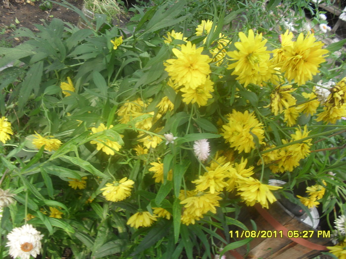 SAM_3063