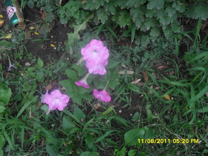 SAM_3044