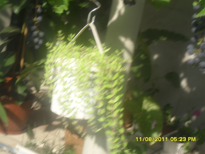 SAM_3051
