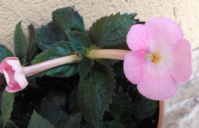 Simbirochka - Achimenes 2011
