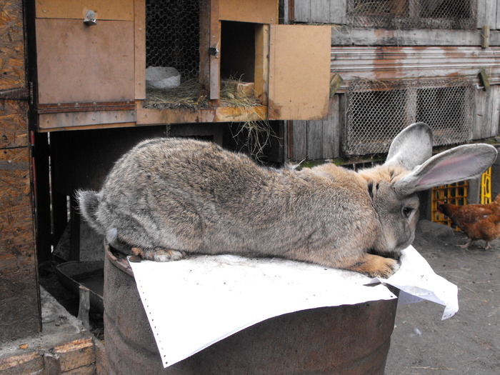 Animale superbe (78) - Animale superbe pe care orice iubitor de animale si le-ar dori