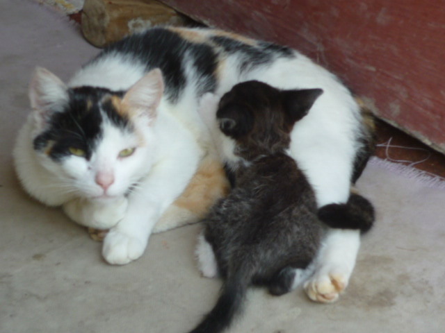 Printesa si fiul ei Tomita