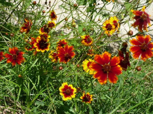 23 iulie 2011 la bunicul - Floarea Soarelui