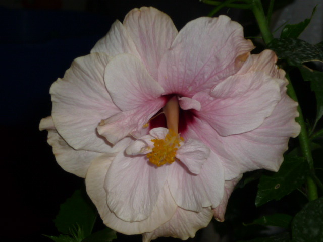 cadoul meu de ziua mea 25 iulie  2011 - Hibiscus