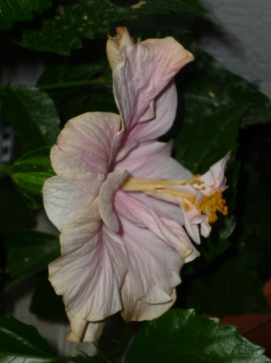 cadoul meu de ziua mea in 25 iulie 2011 - Hibiscus