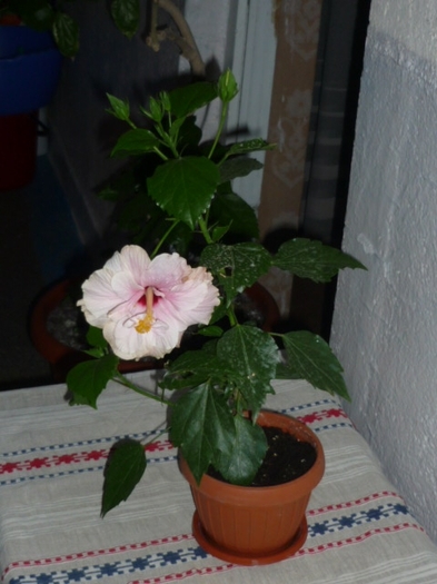 cadoul meu de ziua mea in 25 iulie 2011 - Hibiscus