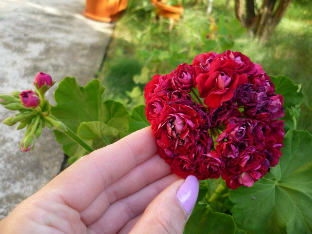 23 iulie 2011