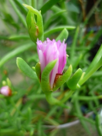 lampranthus in 23 iulie 2011 - Lampranthus sau Cephalophyllum