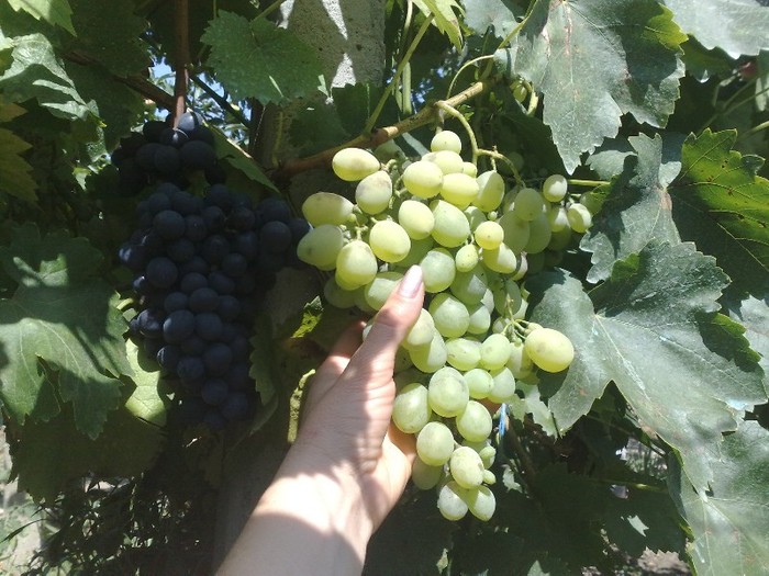 12 aug_ esther si victoria