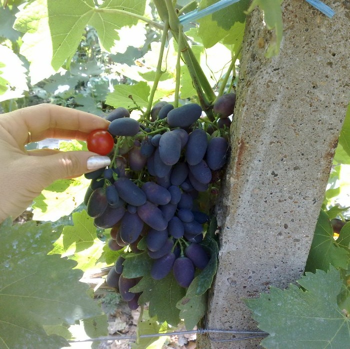 12 aug - Black Magic