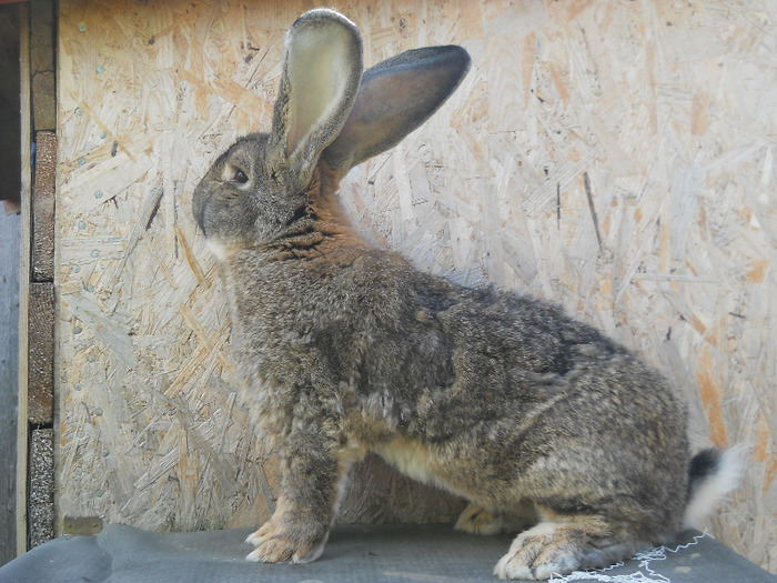 din luna martie 2010 - masculii 2011