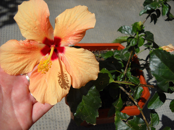 13.08.2011 - HIBISCUS- 2011