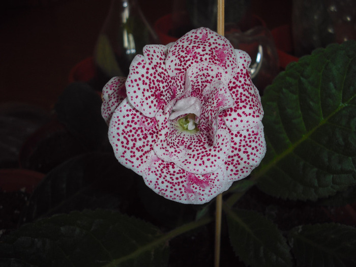 CIMG5857 - gloxinia 2011