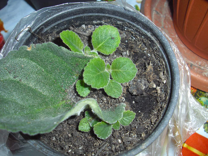 CIMG5911 - gloxinia 2011